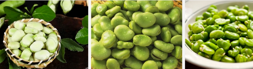 Fava Bean Protein Powder1.jpg